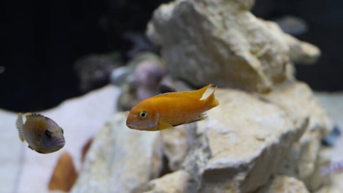 Aquarium fish showing white spot disease with visible salt-grain sized cysts on its fins