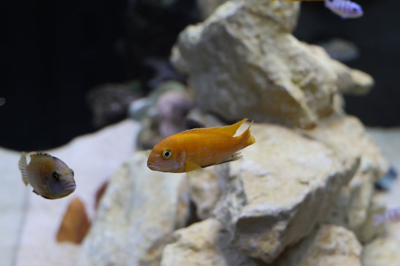 Aquarium fish showing white spot disease with visible salt-grain sized cysts on its fins