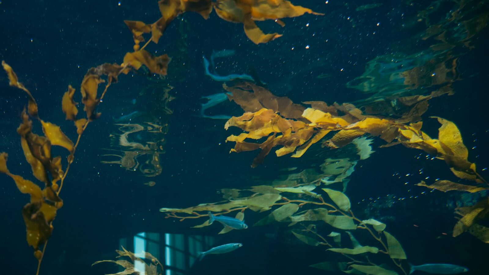 Aquarium glass and plant leaves covered in green algae growth under bright lighting