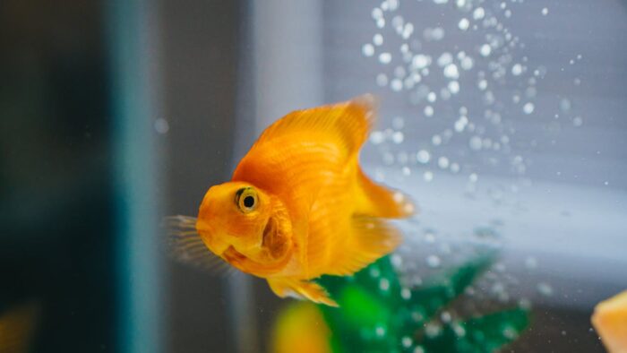 Hang-on-back and canister aquarium filters shown side by side with media visible