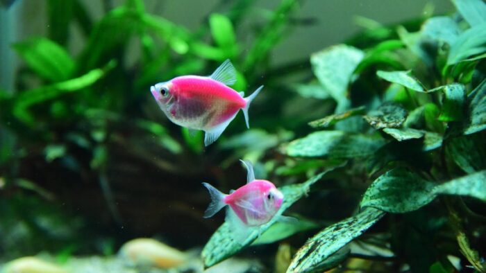 Java fern, anubias and cryptocoryne plants growing in a low-light freshwater aquarium