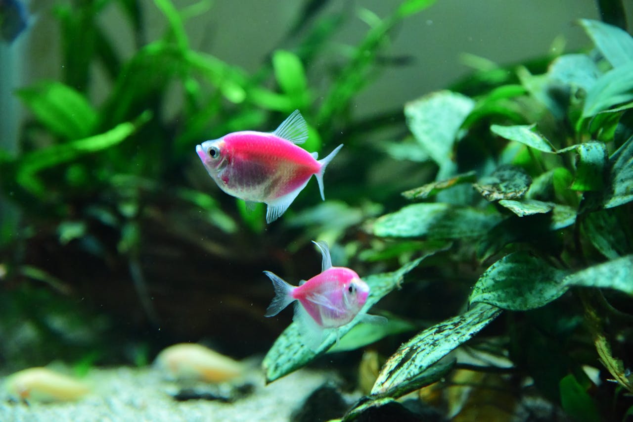 Java fern, anubias and cryptocoryne plants growing in a low-light freshwater aquarium