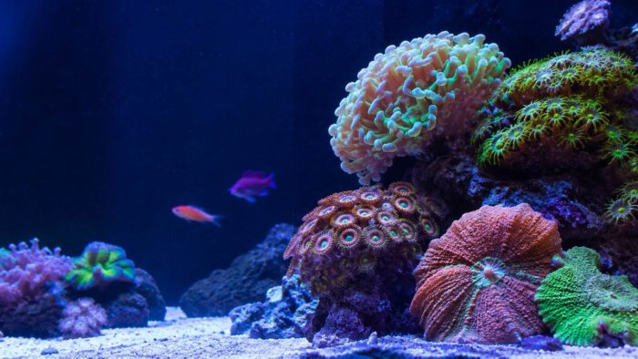 Soft corals including zoanthids and mushroom corals growing on live rock under reef lighting