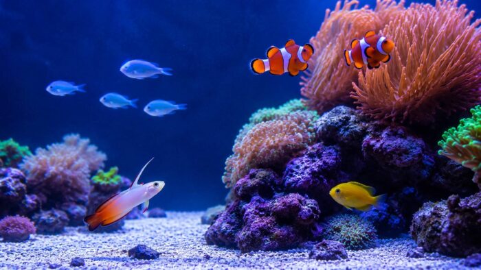 Clownfish and a small goby swimming among live rock in a beginner marine aquarium