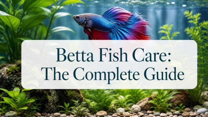 Male betta fish with flowing red and blue fins resting near a broad aquarium plant leaf