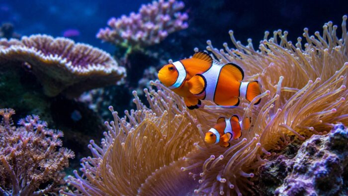 Pair of ocellaris clownfish sheltering in a bubble tip anemone in a reef aquarium