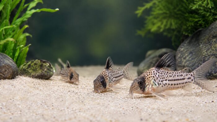 Shoal of corydoras catfish foraging across a sand substrate in a planted aquarium