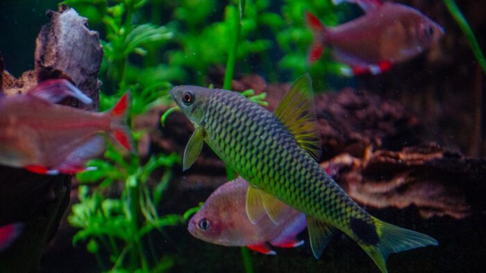 Community aquarium with neon tetras, guppies and corydoras catfish swimming together