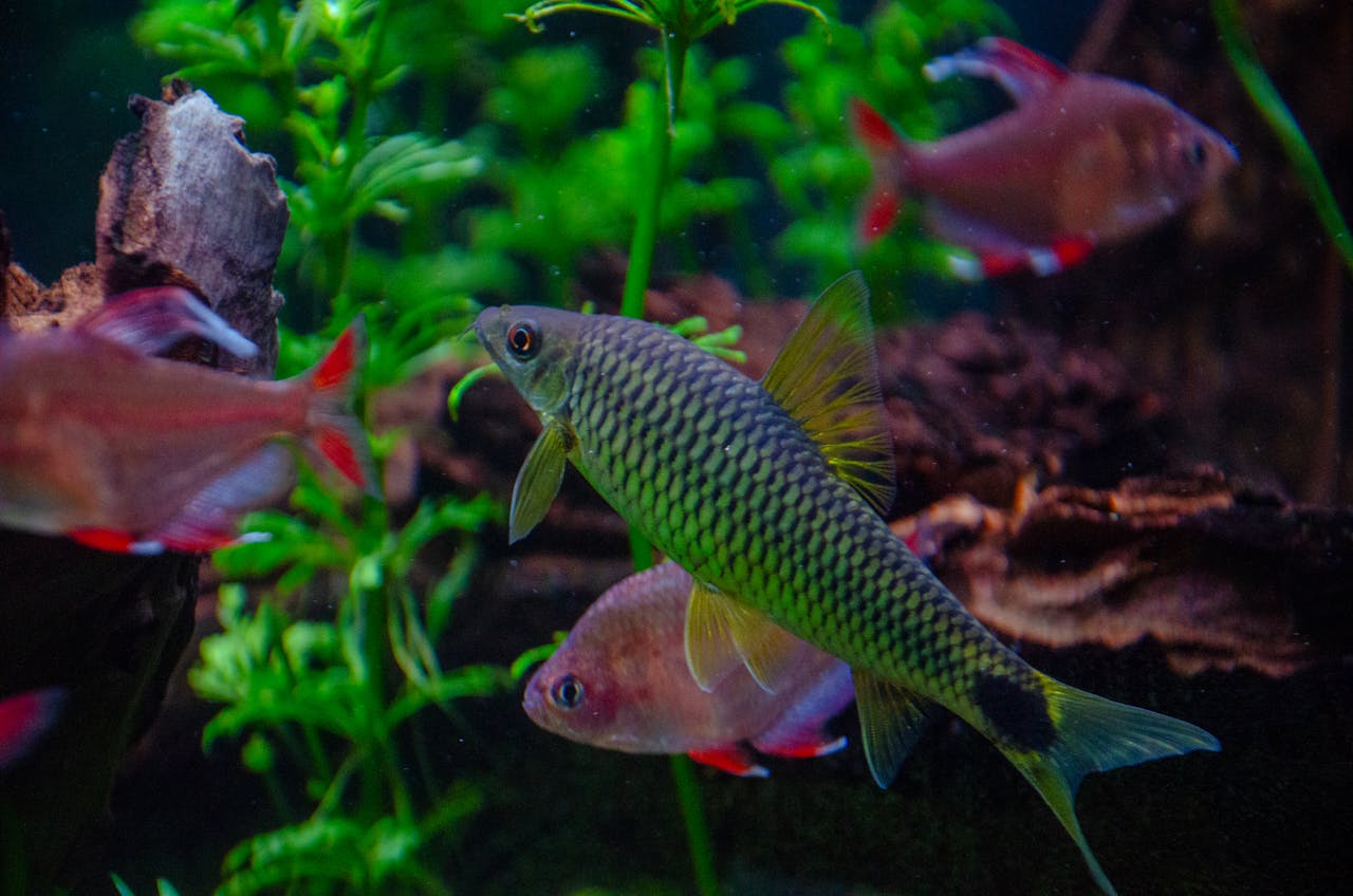 Community aquarium with neon tetras, guppies and corydoras catfish swimming together