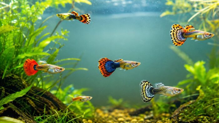 Guppy Fish Care The Complete Guide