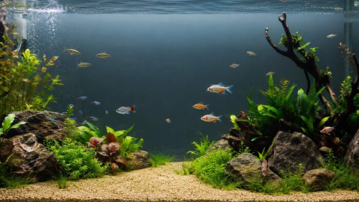 Moderately stocked community aquarium with tetras and corydoras swimming among planted areas