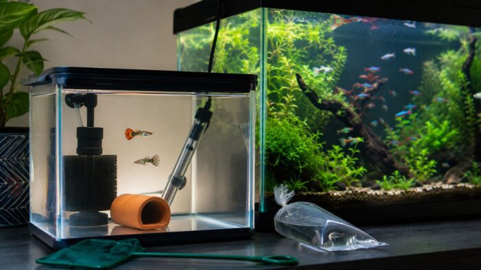 Simple bare-bottom quarantine tank with a sponge filter, heater and a length of PVC pipe for shelter