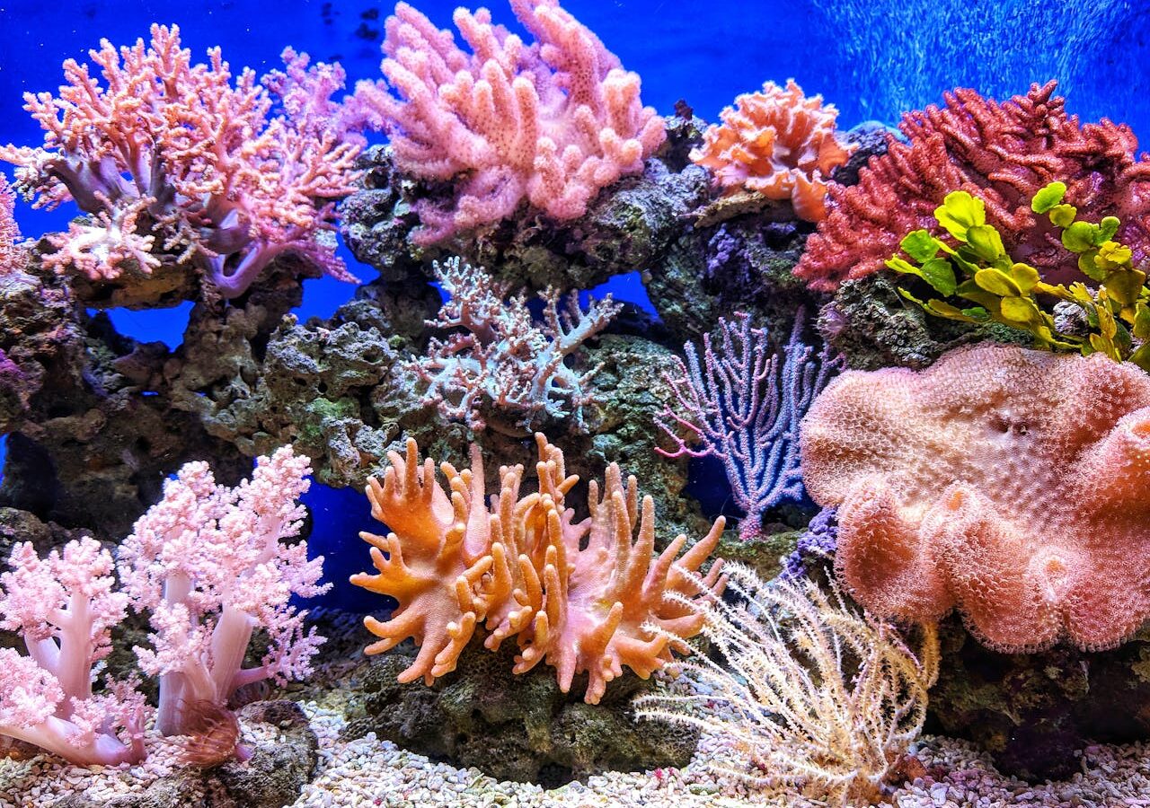 Nano reef aquarium with live rock, soft corals and a clownfish under blue reef lighting