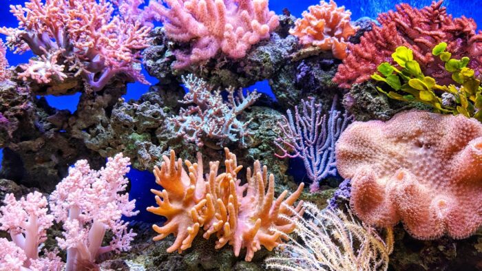 Nano reef aquarium with live rock, soft corals and a clownfish under blue reef lighting