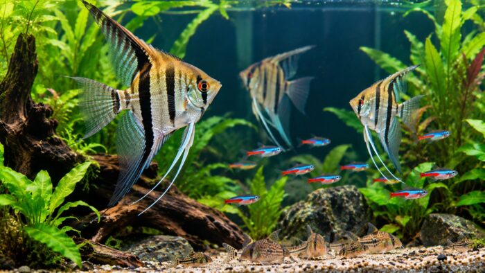 Adult angelfish in a planted aquarium with smaller tetras and corydoras, showing size contrast, tankmates, and territorial behavior in a natural aquascape